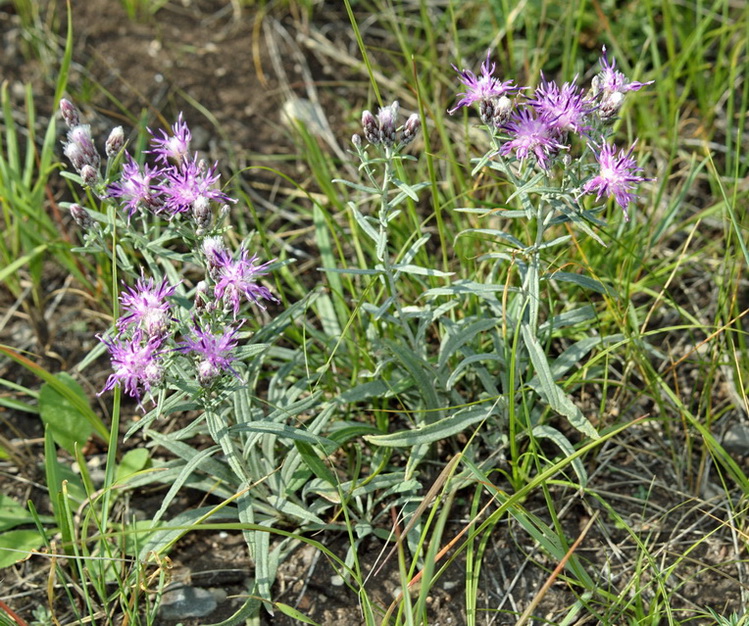 Image of Saussurea salicifolia specimen.