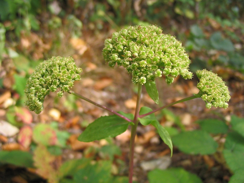 Image of Hylotelephium maximum specimen.