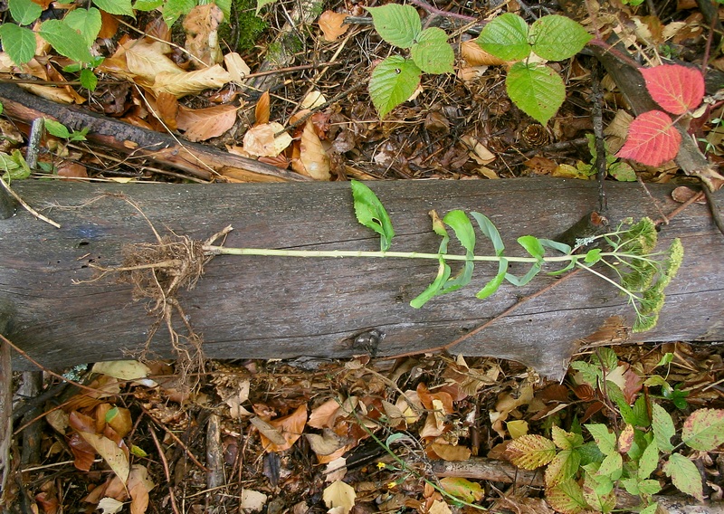 Image of Hylotelephium maximum specimen.