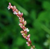 Persicaria hydropiper. Верхушка цветущего растения. Московская обл., Раменский р-н, окр. дер. Хрипань. 15.07.2009.