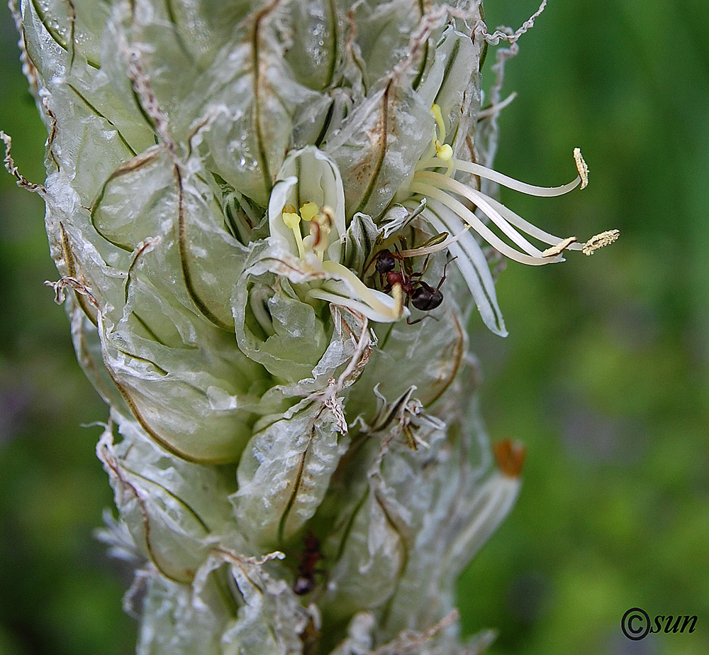 Image of Asphodeline taurica specimen.