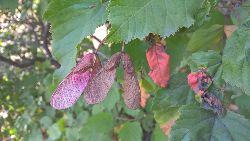 Image of Acer tataricum specimen.