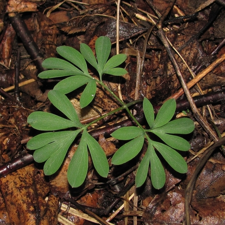 Image of Corydalis solida specimen.