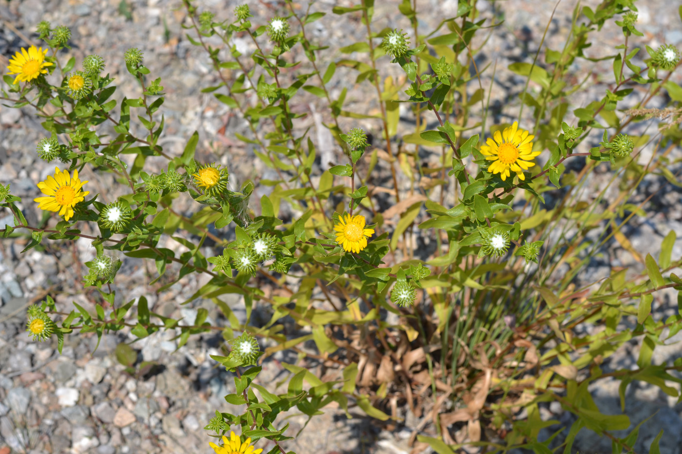 Image of Grindelia squarrosa specimen.