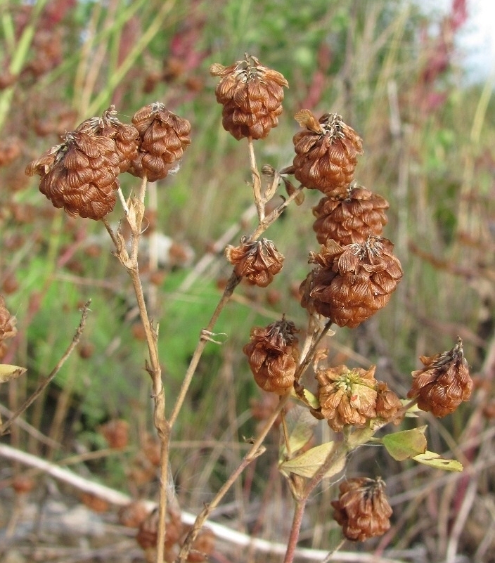 Image of Trifolium aureum specimen.