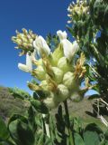 Astragalus xanthotrichos