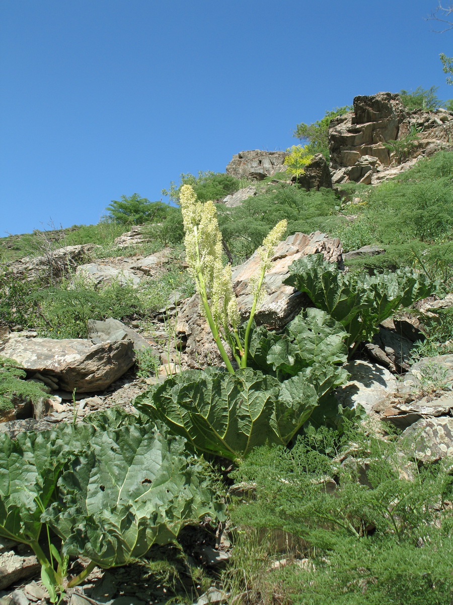 Image of Rheum cordatum specimen.