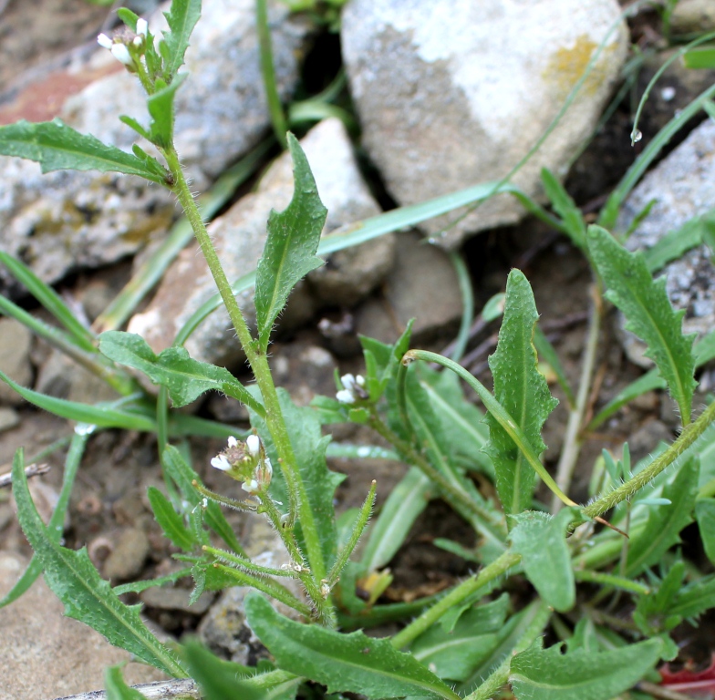 Image of familia Brassicaceae specimen.