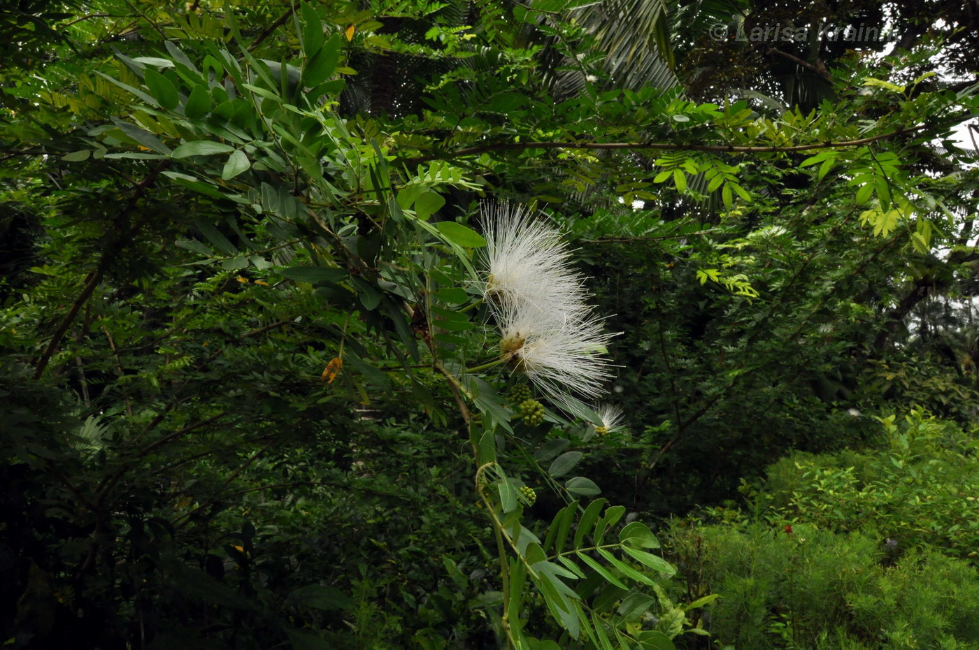 Image of Calliandra haematocephala specimen.