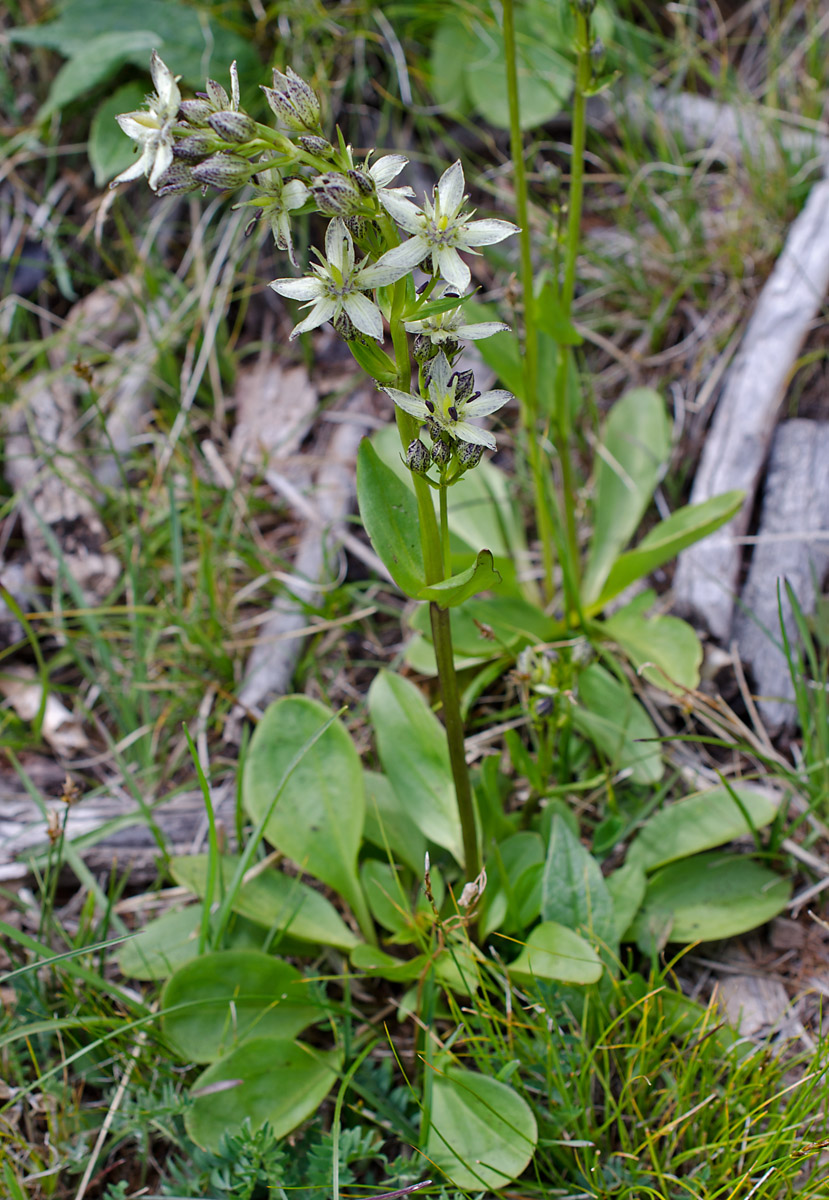 Image of Swertia banzragczii specimen.