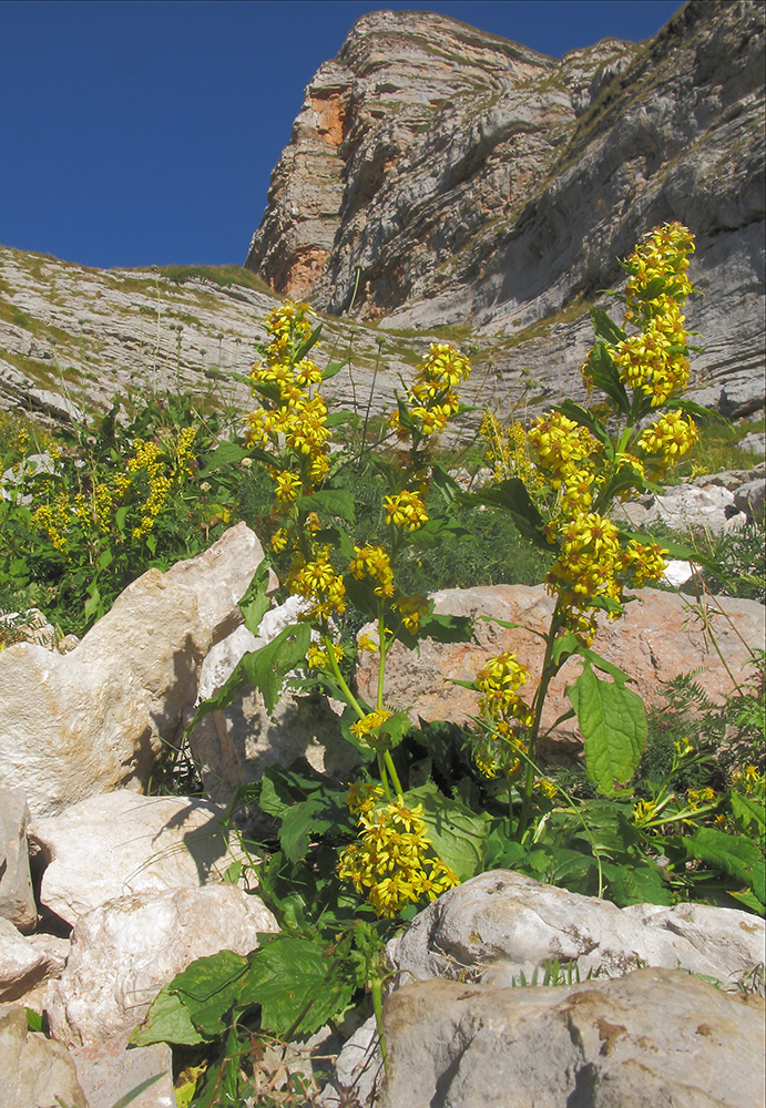 Image of Solidago virgaurea ssp. caucasica specimen.