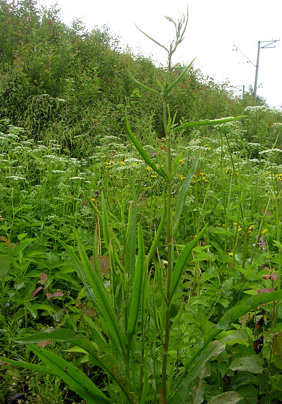 Image of Rumex pseudonatronatus specimen.