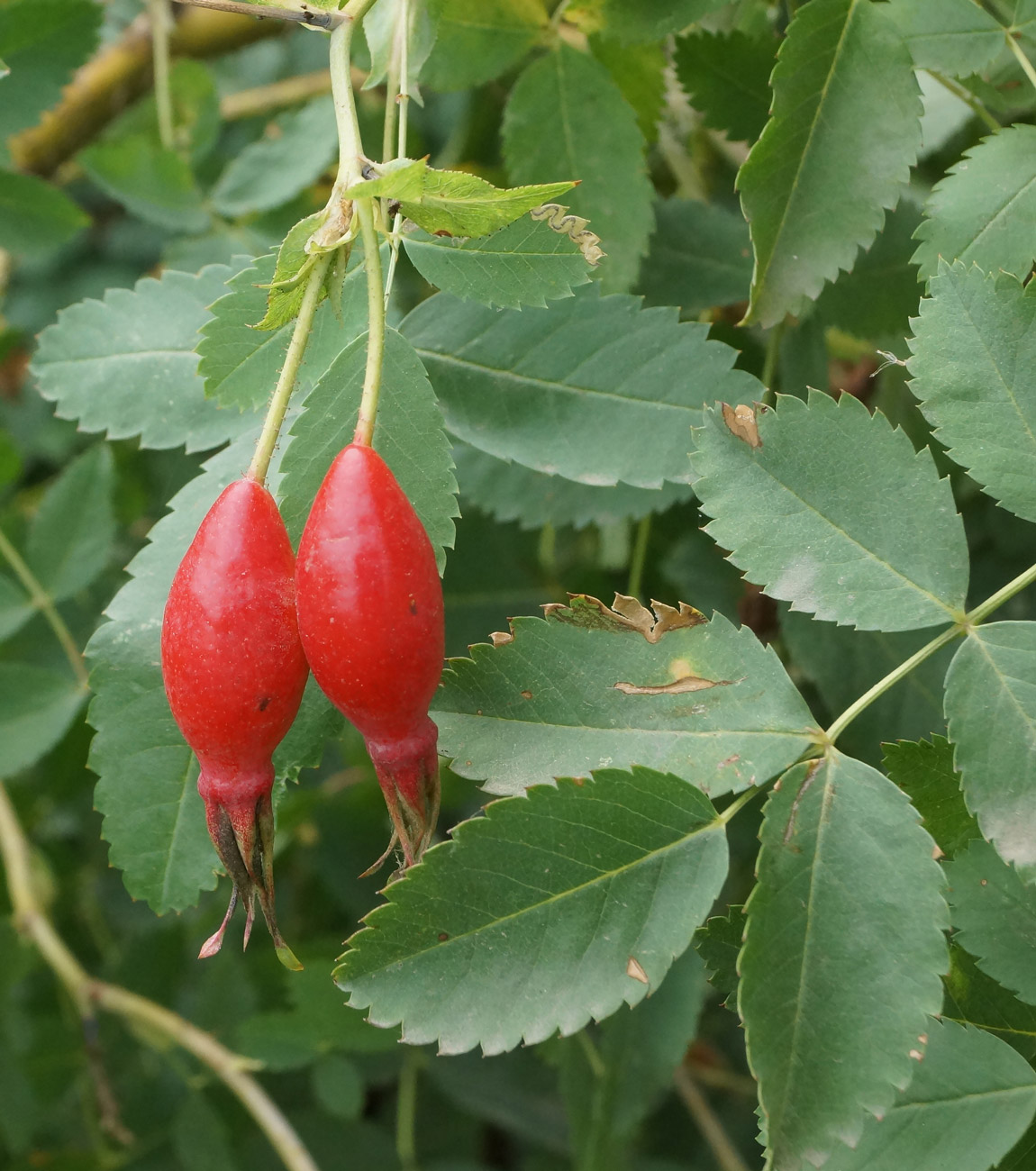 Image of genus Rosa specimen.