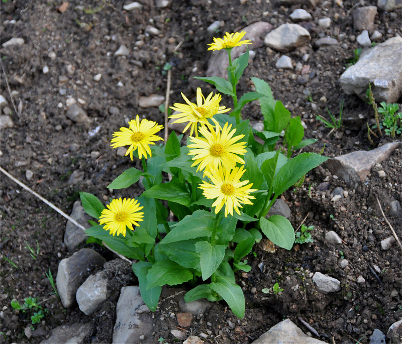 Image of Doronicum altaicum specimen.