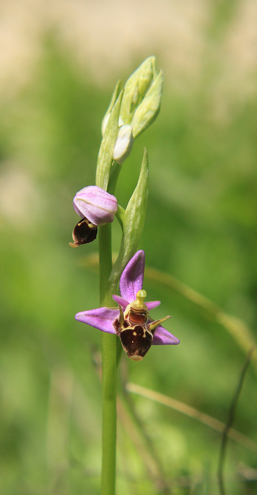 Image of Ophrys oestrifera specimen.