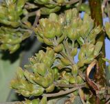 Kalanchoe beharensis