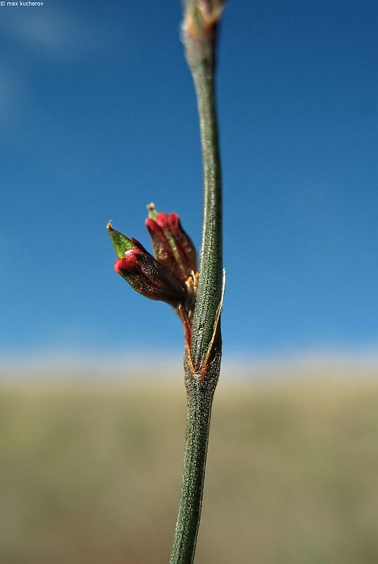 Image of Polygonum patulum specimen.