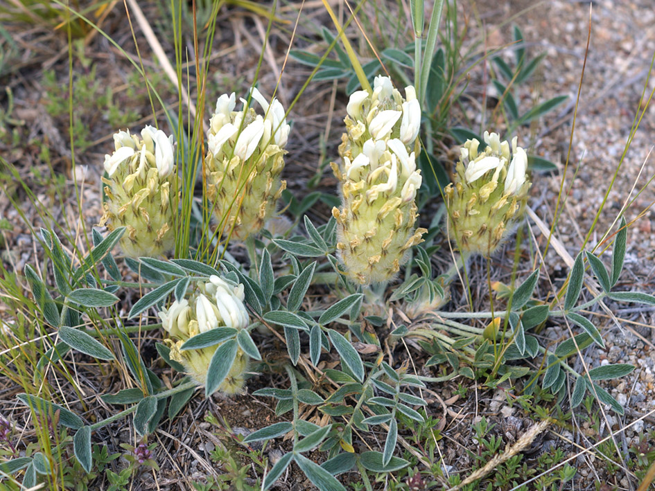 Image of Astragalus lupulinus specimen.