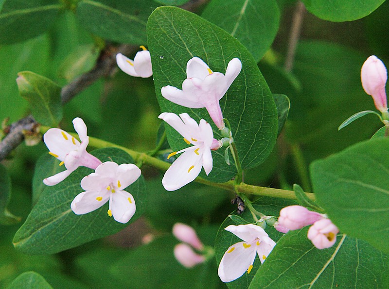 Изображение особи Lonicera tatarica.