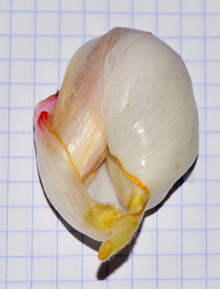 Image of Alpinia zerumbet specimen.