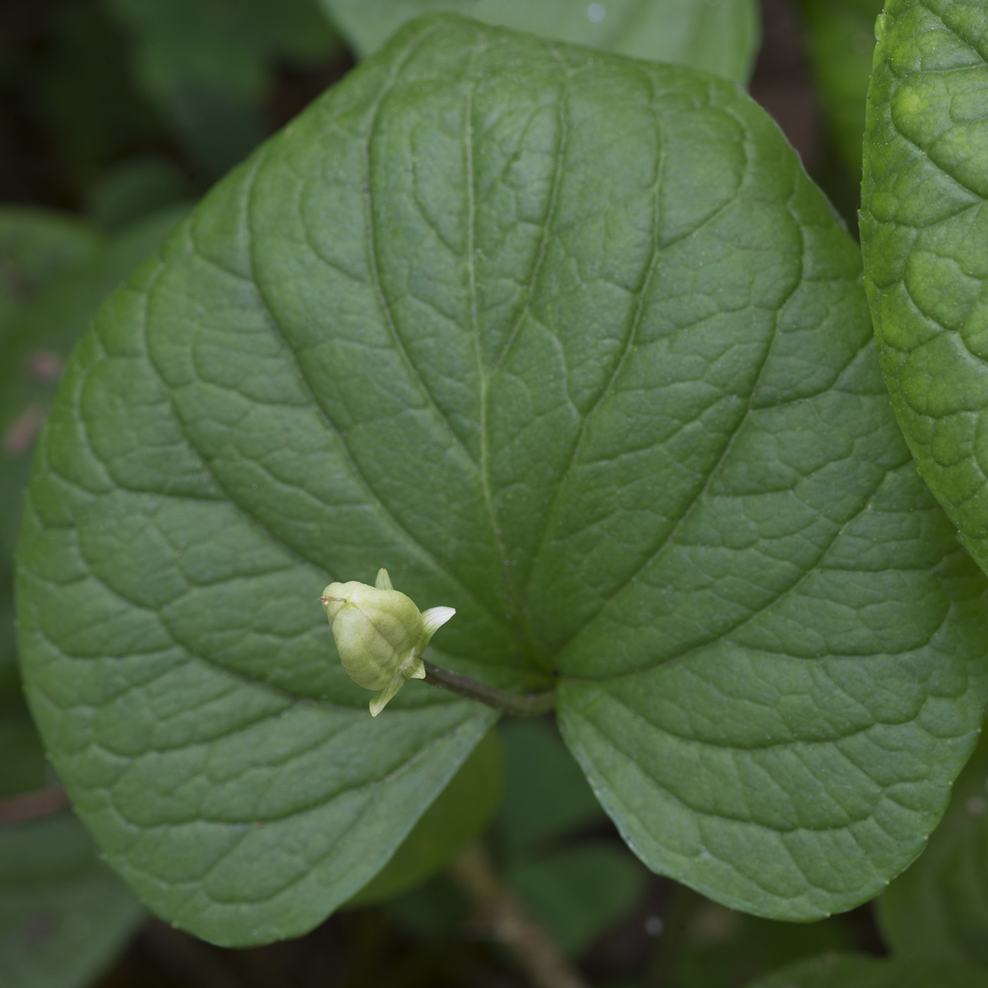 Image of Viola epipsila specimen.