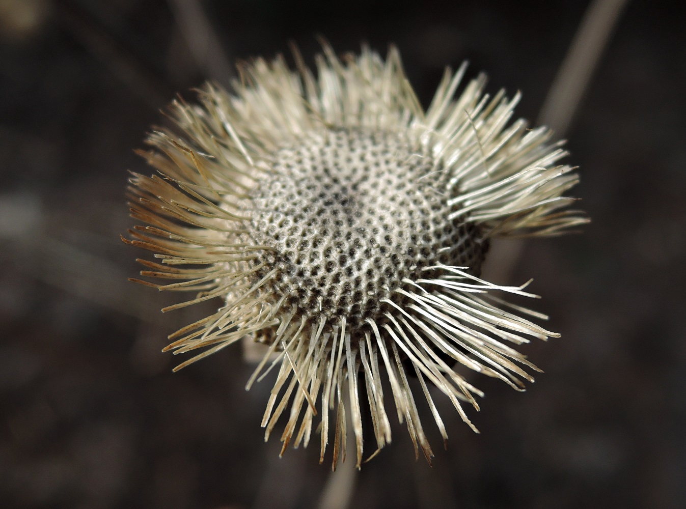 Изображение особи Telekia speciosa.