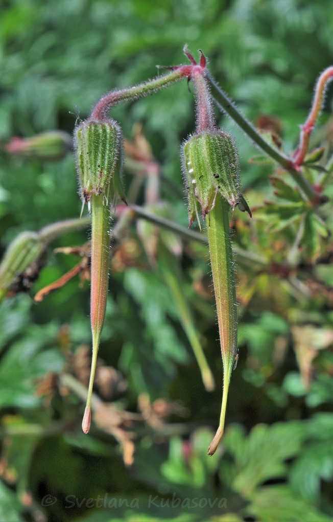 Image of Geranium himalayense specimen.