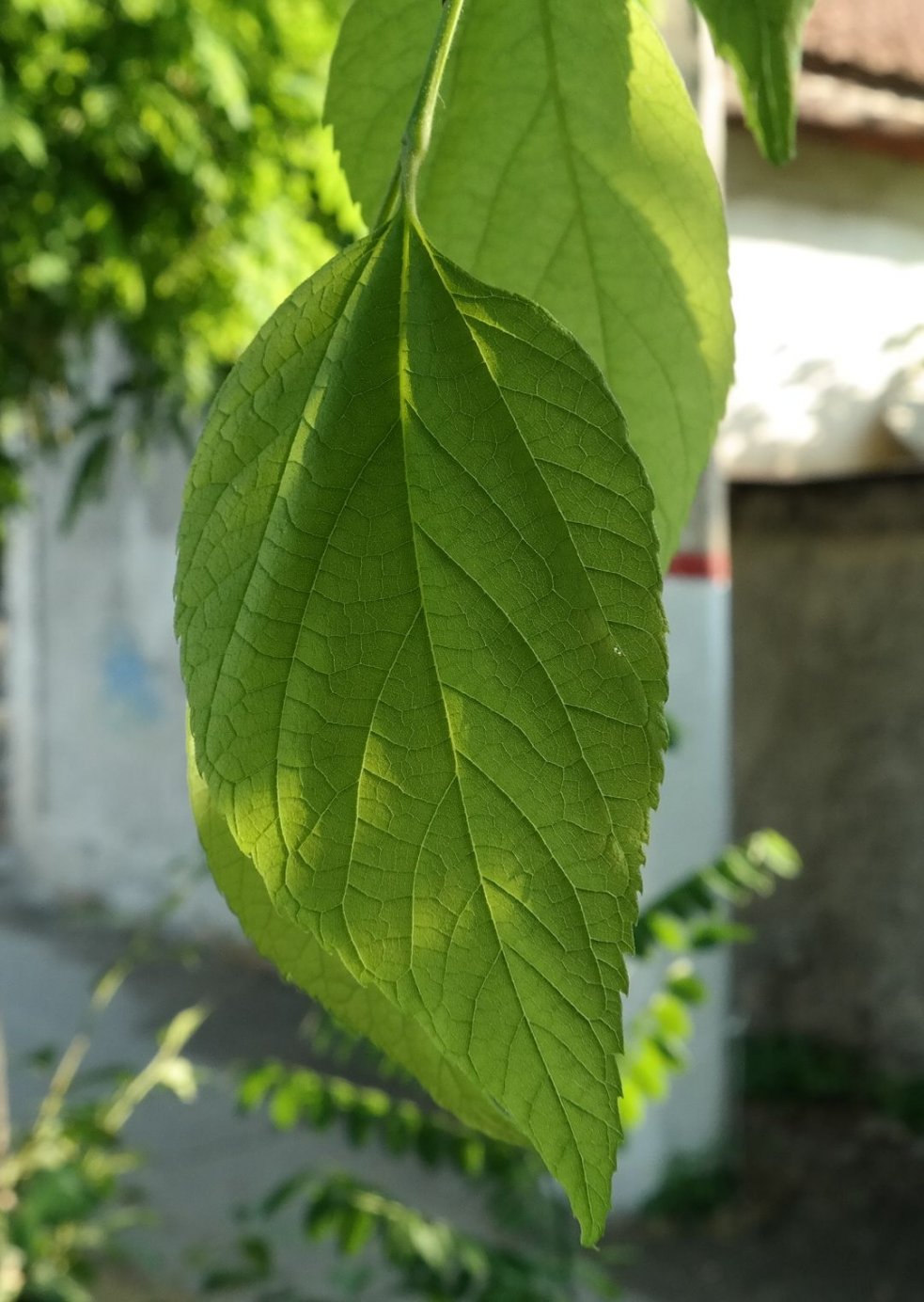 Image of genus Celtis specimen.