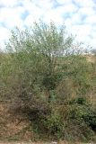 Salix olgae