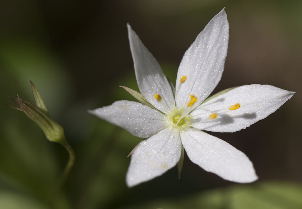 Изображение особи Trientalis europaea.