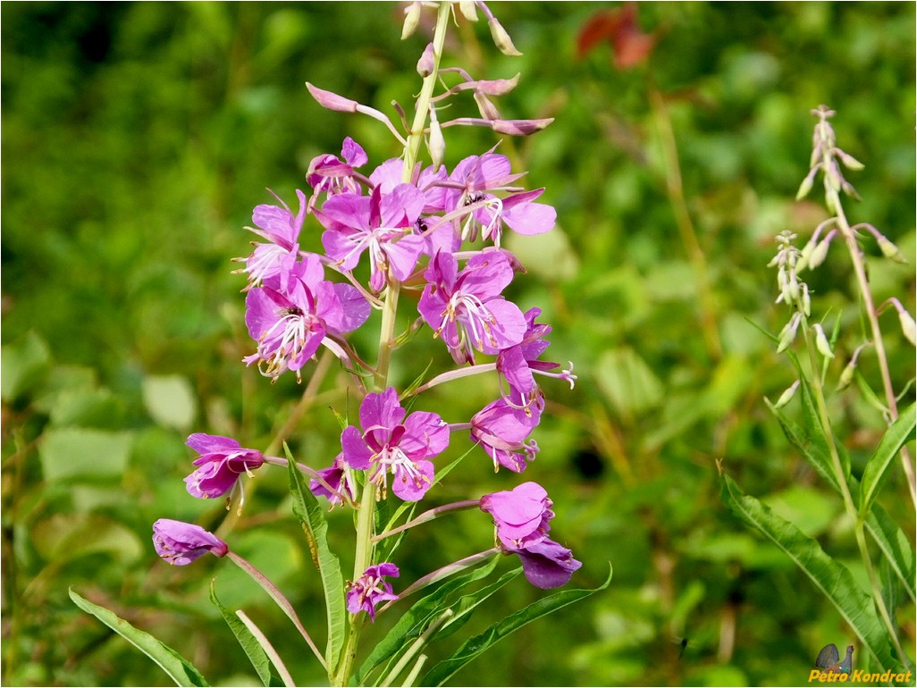 Image of Chamaenerion angustifolium specimen.