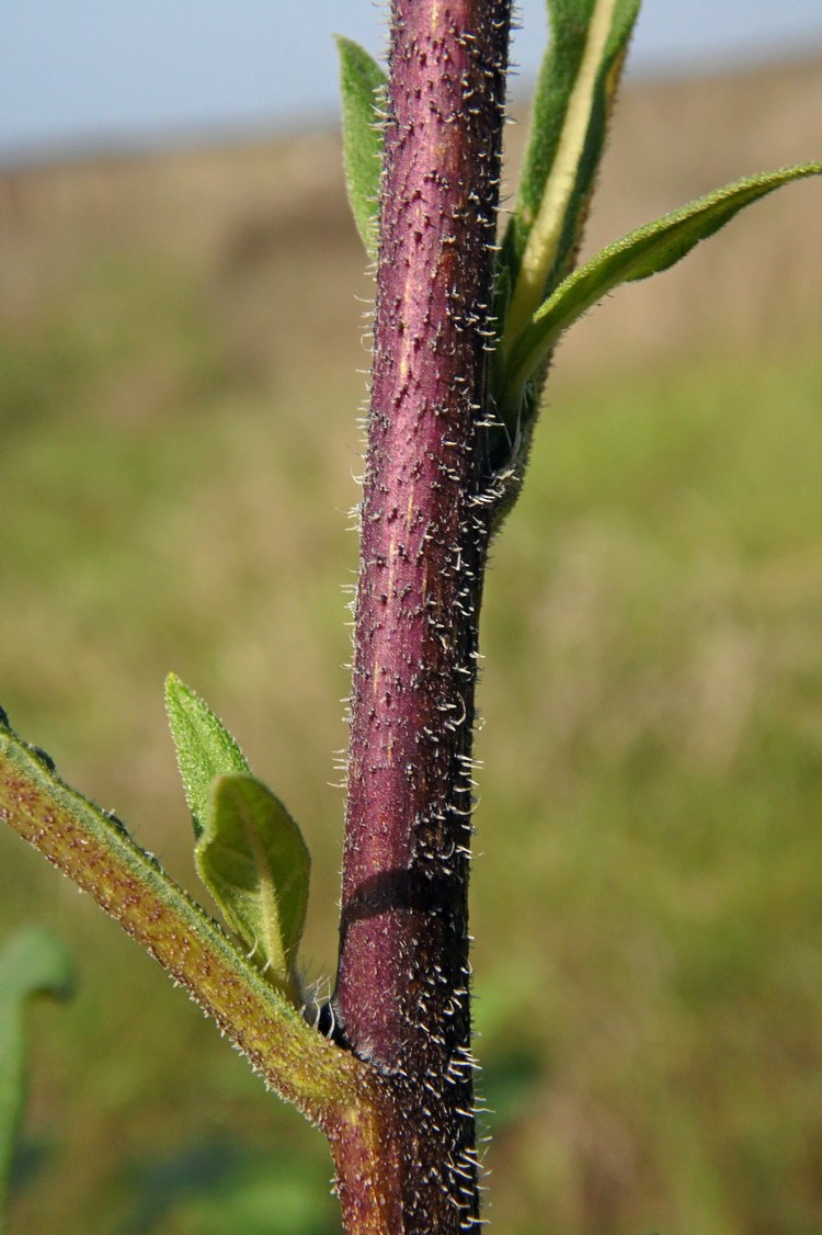 Image of Helianthus tuberosus specimen.