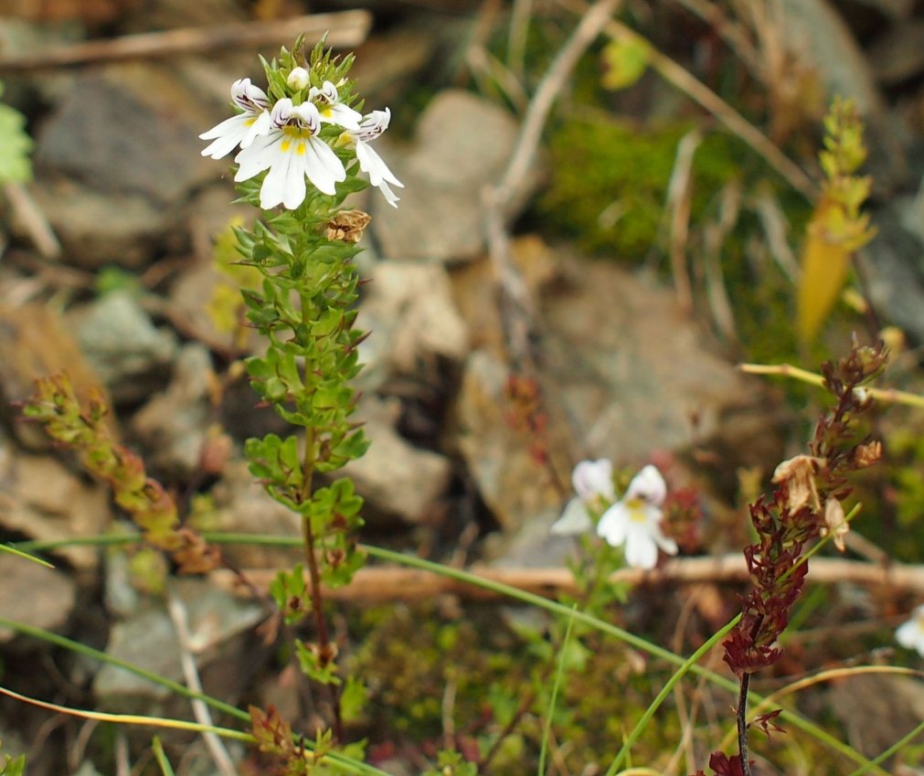 Изображение особи Euphrasia alboffii.