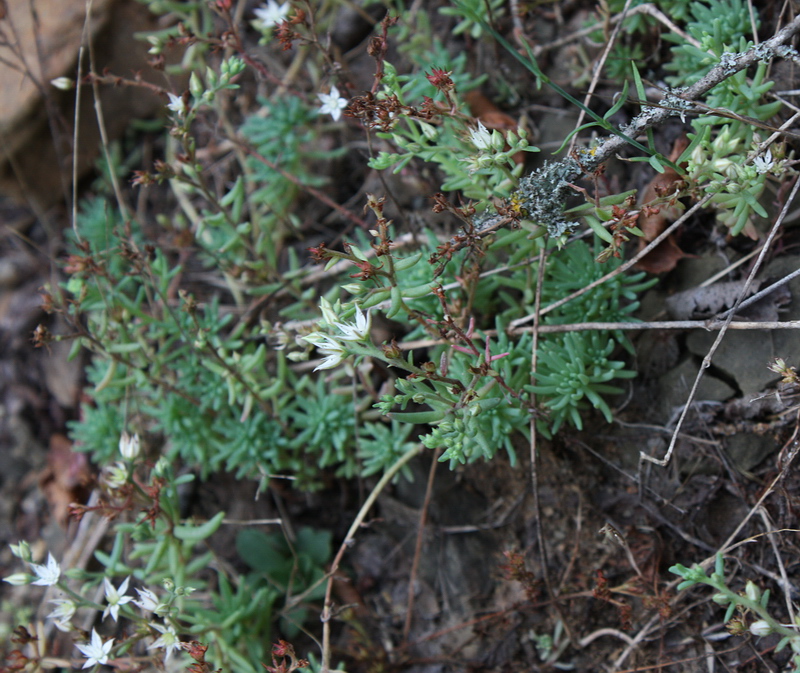 Image of Sedum pallidum ssp. bithynicum specimen.