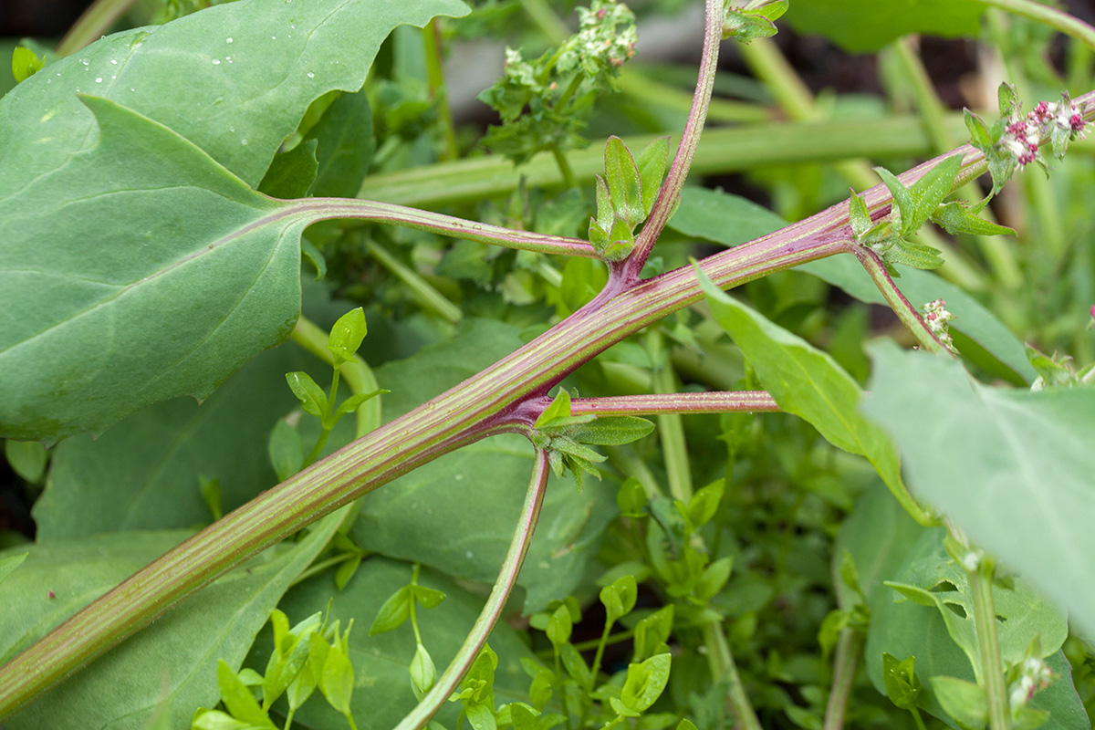 Image of Atriplex kuzenevae specimen.