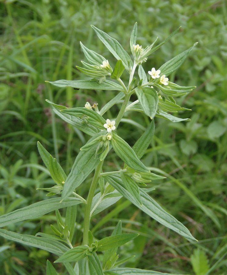 Image of Lithospermum officinale specimen.