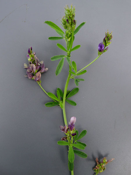 Image of Medicago sativa specimen.