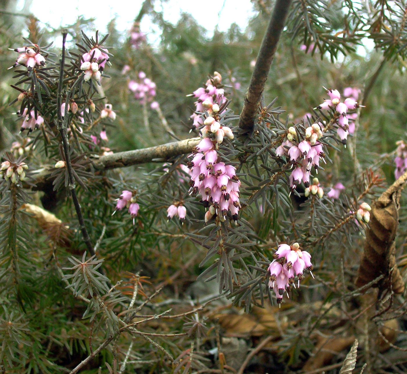 Image of Erica carnea specimen.