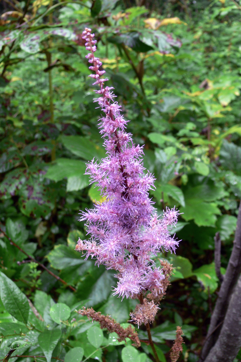 Image of Astilbe chinensis specimen.