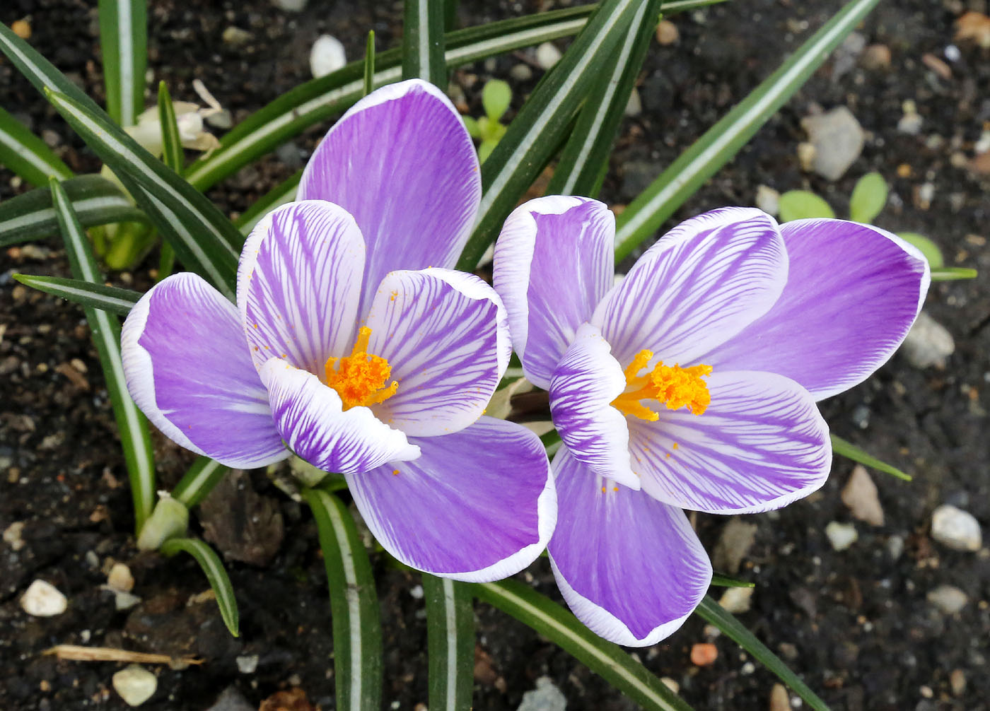 Изображение особи Crocus vernus.