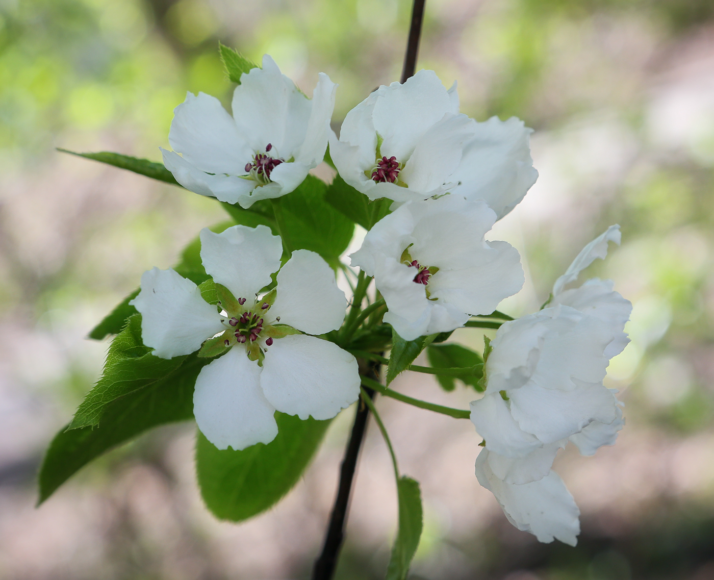 Image of Pyrus ussuriensis specimen.