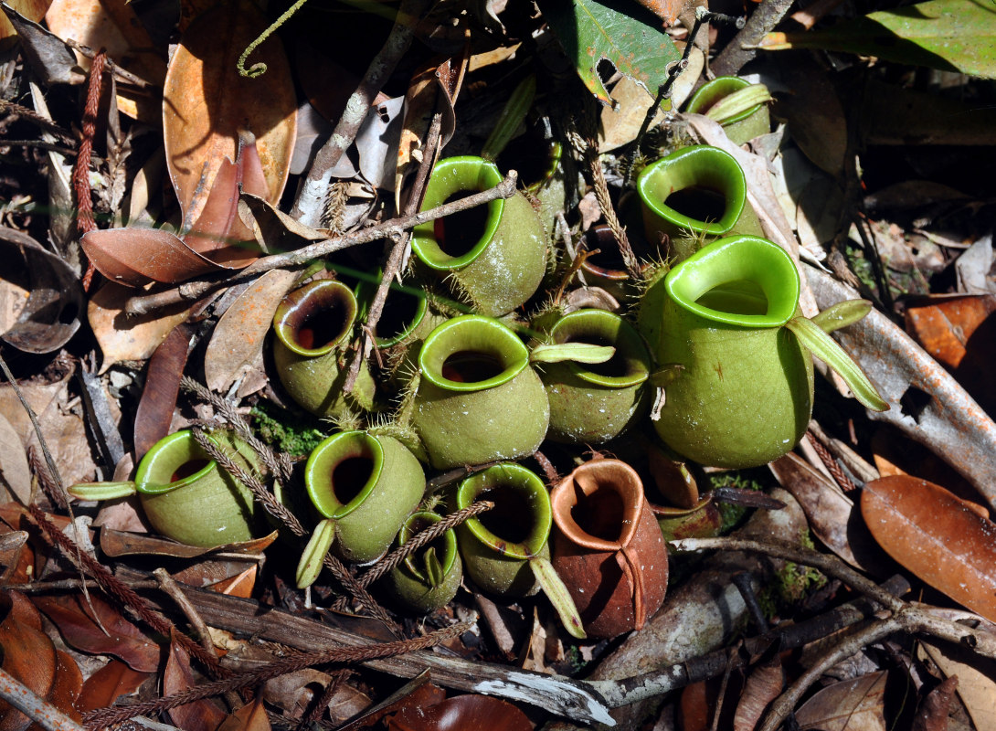 Изображение особи Nepenthes ampullaria.