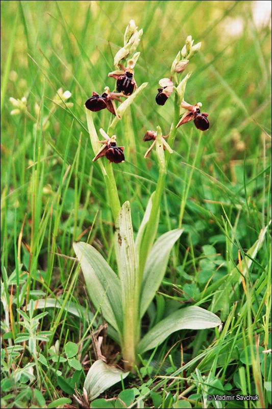 Изображение особи Ophrys mammosa.