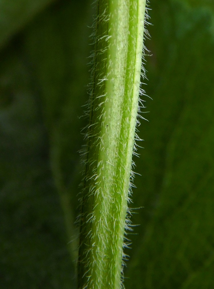 Image of Salvia verticillata specimen.