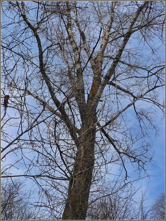 Image of genus Populus specimen.