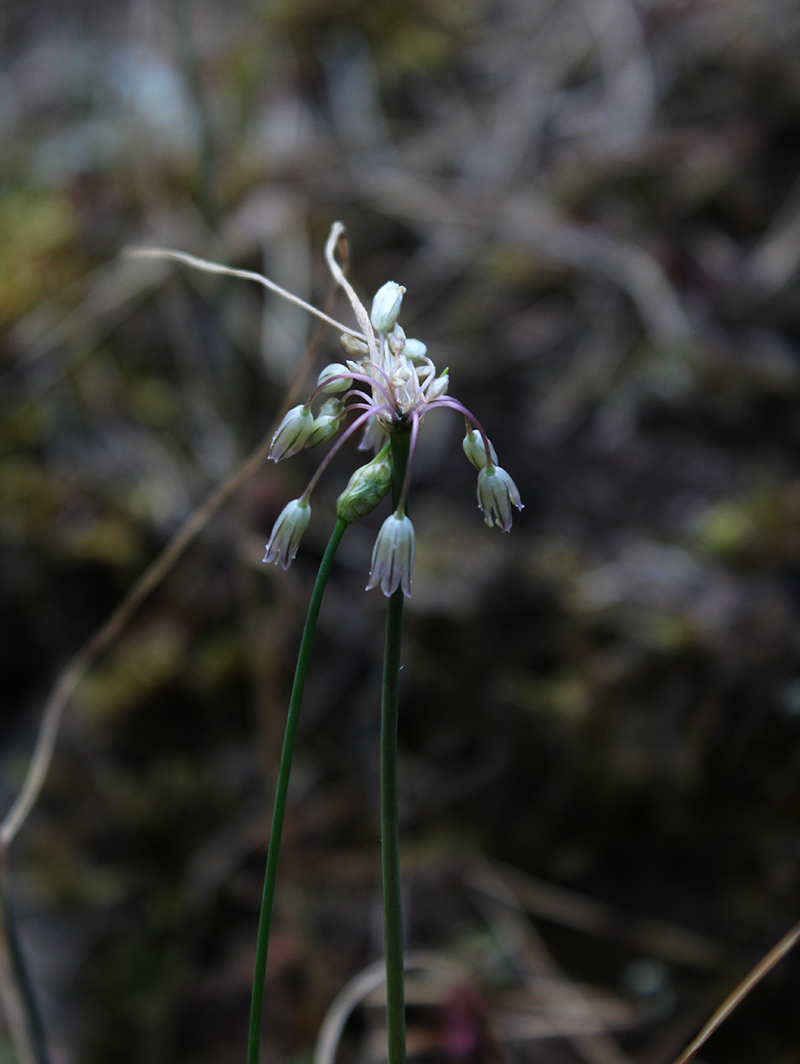 Изображение особи Allium kunthianum.