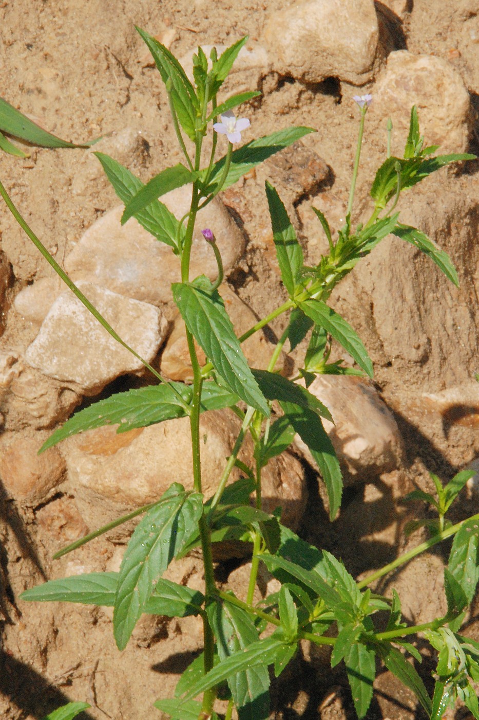 Image of Epilobium tetragonum specimen.