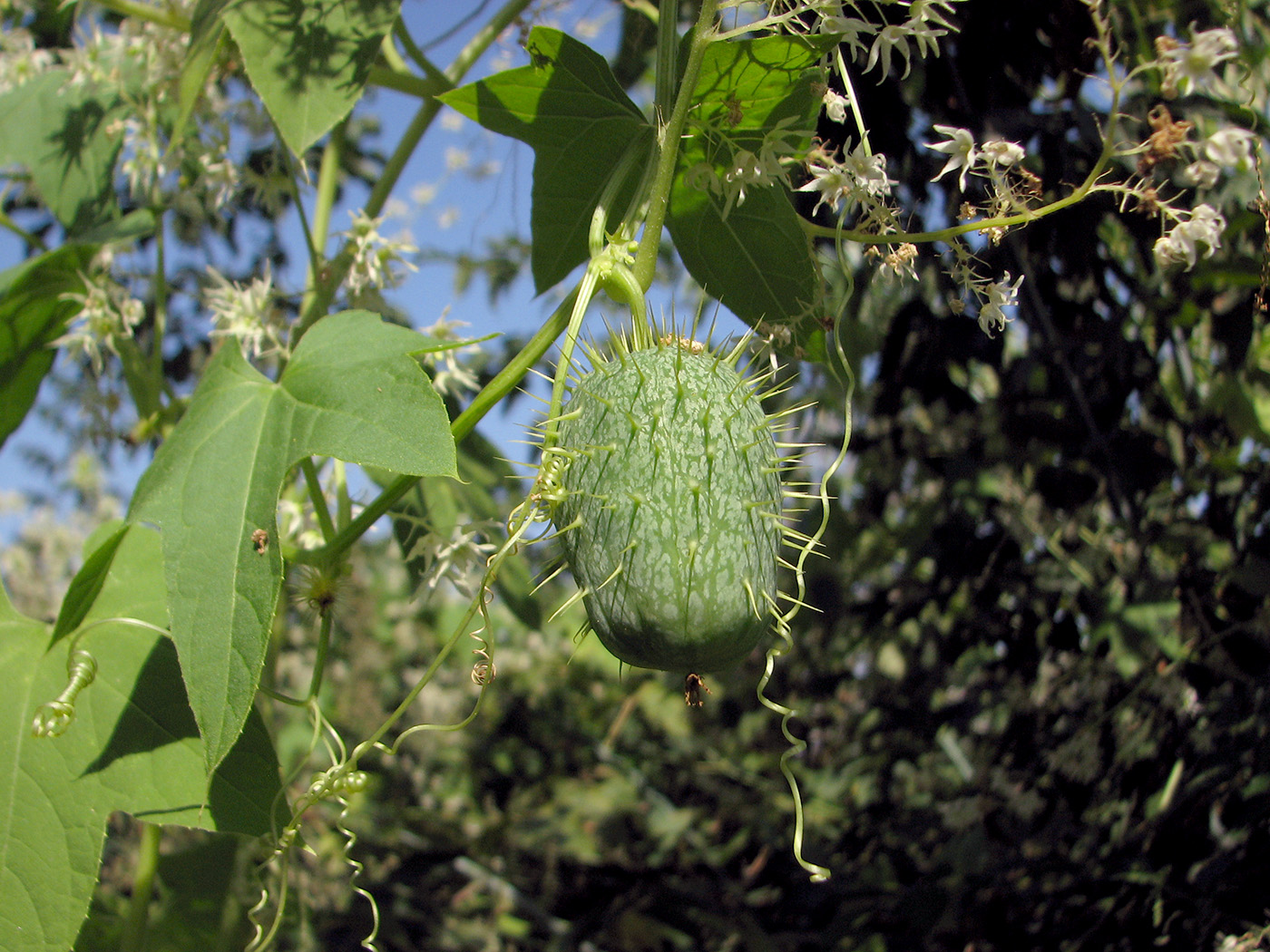 Изображение особи Echinocystis lobata.