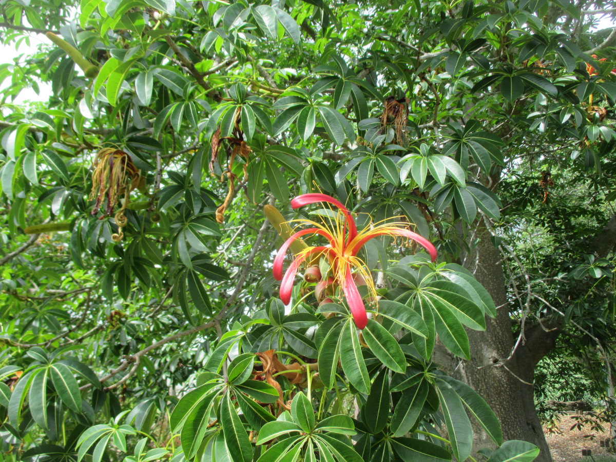 Image of Adansonia madagascariensis specimen.