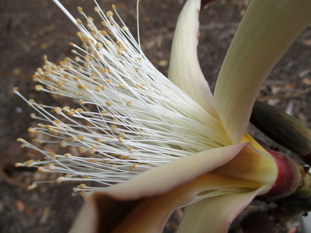 Image of Pseudobombax palmeri specimen.